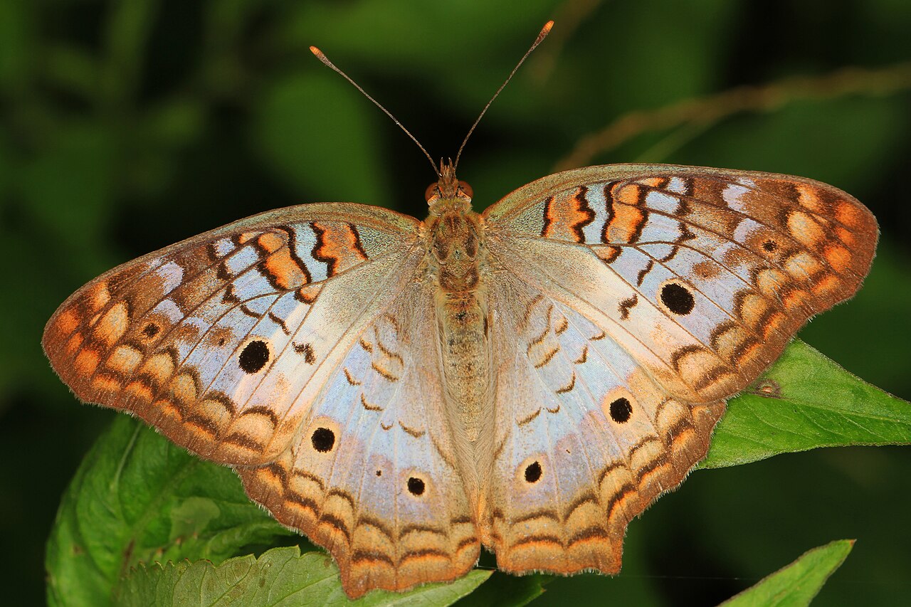 褐纹蛱蝶（Anartia jatrophae）