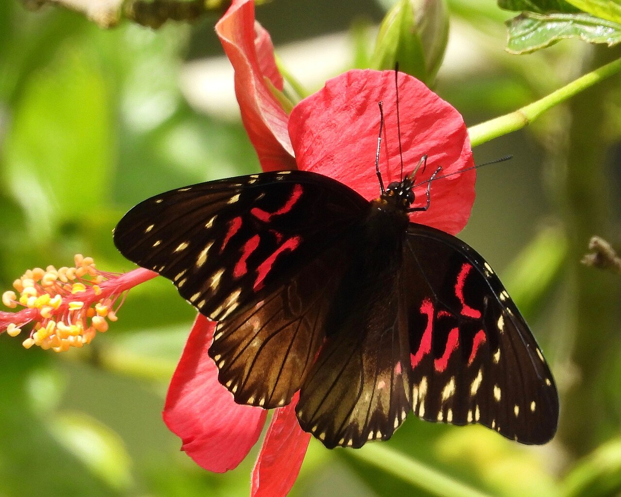 豹斑蝶（Anetia thirza）