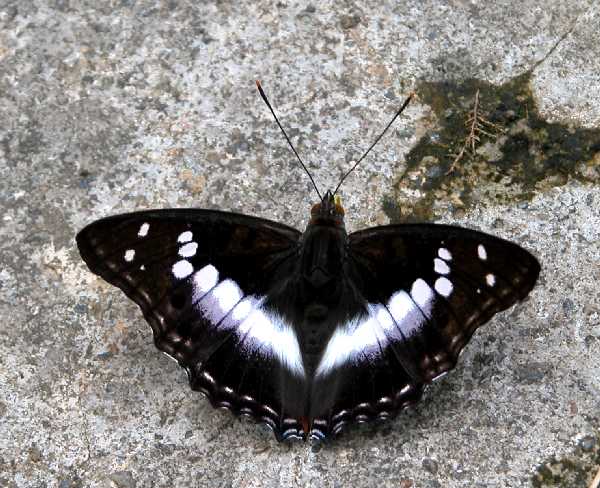 环带迷蛱蝶（Apatura ambica）