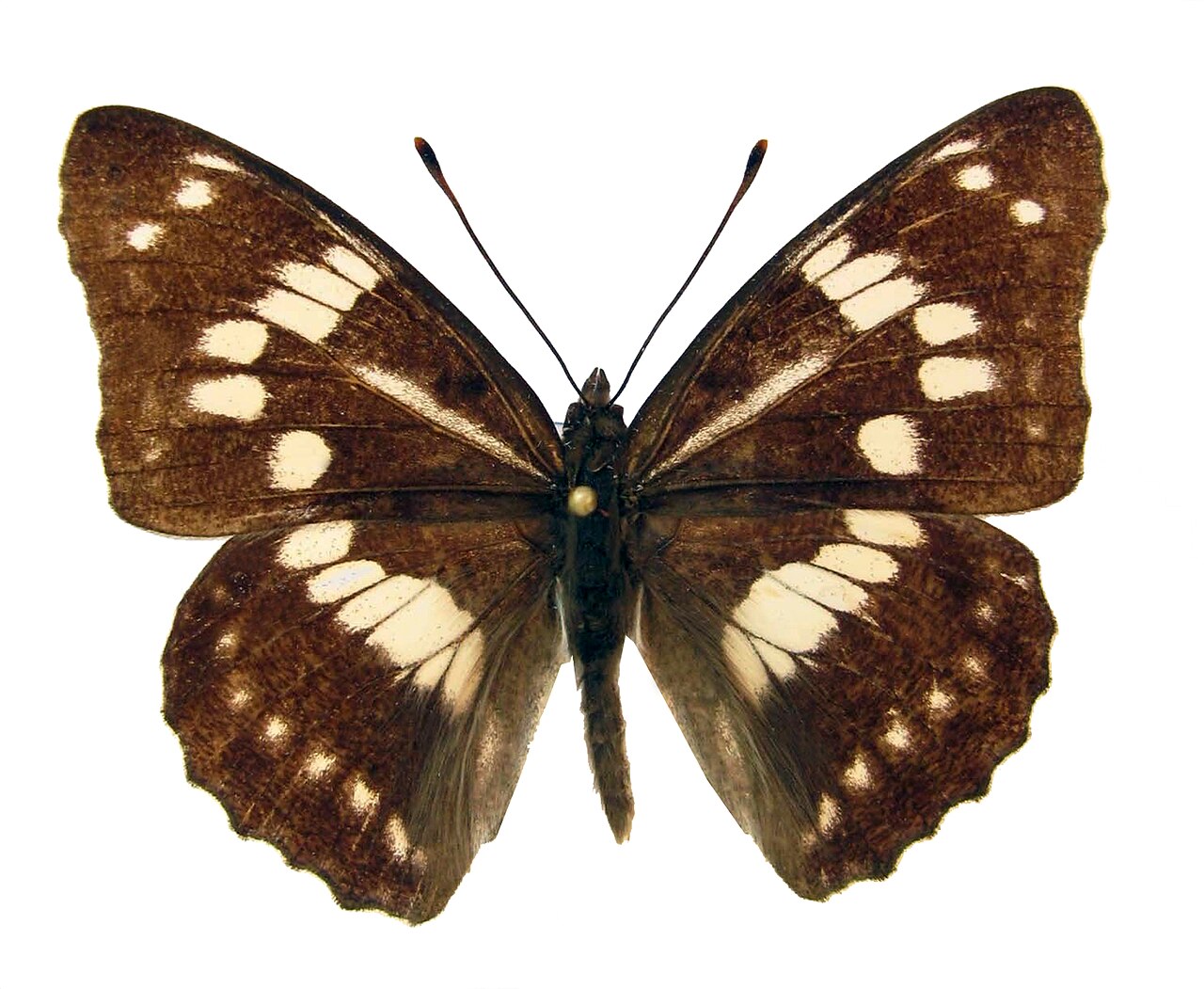 夜迷蛱蝶（Mimathyma nycteis）