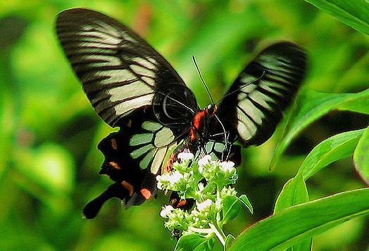 斯里兰卡曙凤蝶（Atrophaneura jophon）