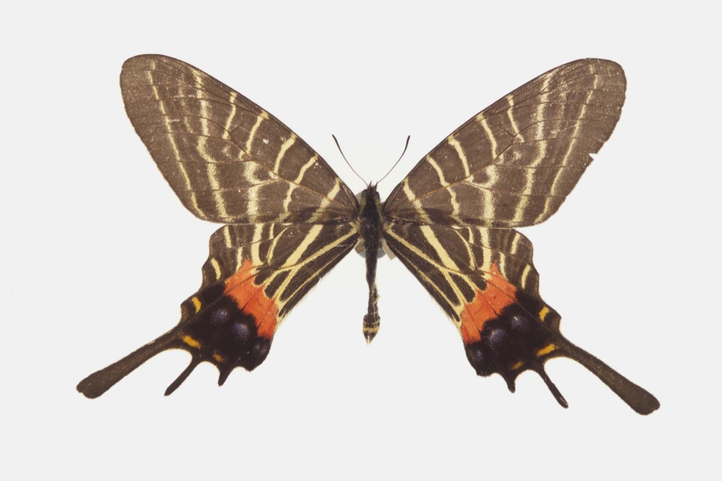 三尾凤蝶（Bhutanitis thaidina）