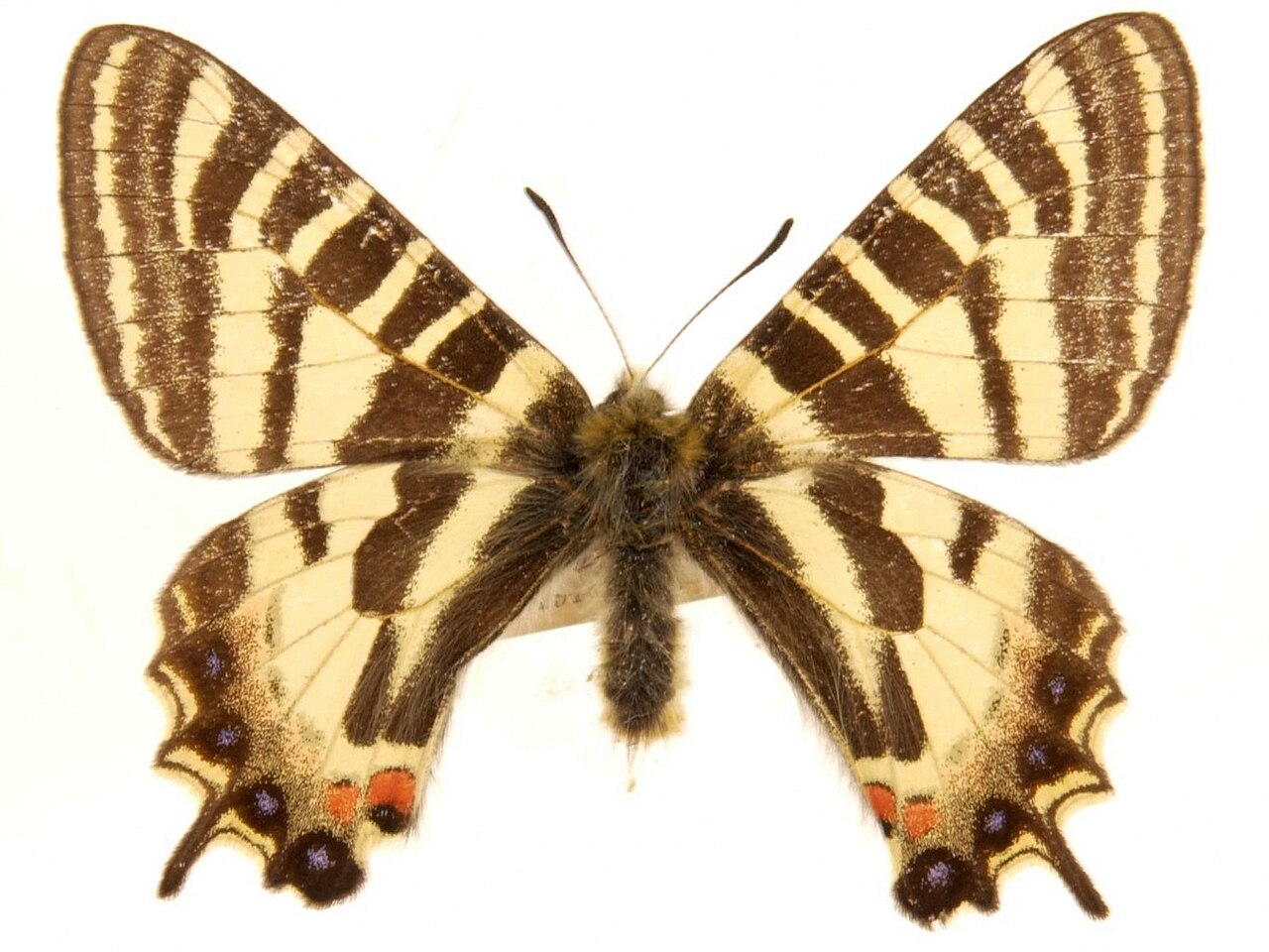 中华虎凤蝶（Luehdorfia chinensis）