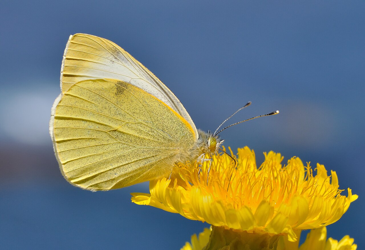 加那利粉蝶（Pieris cheiranthi）