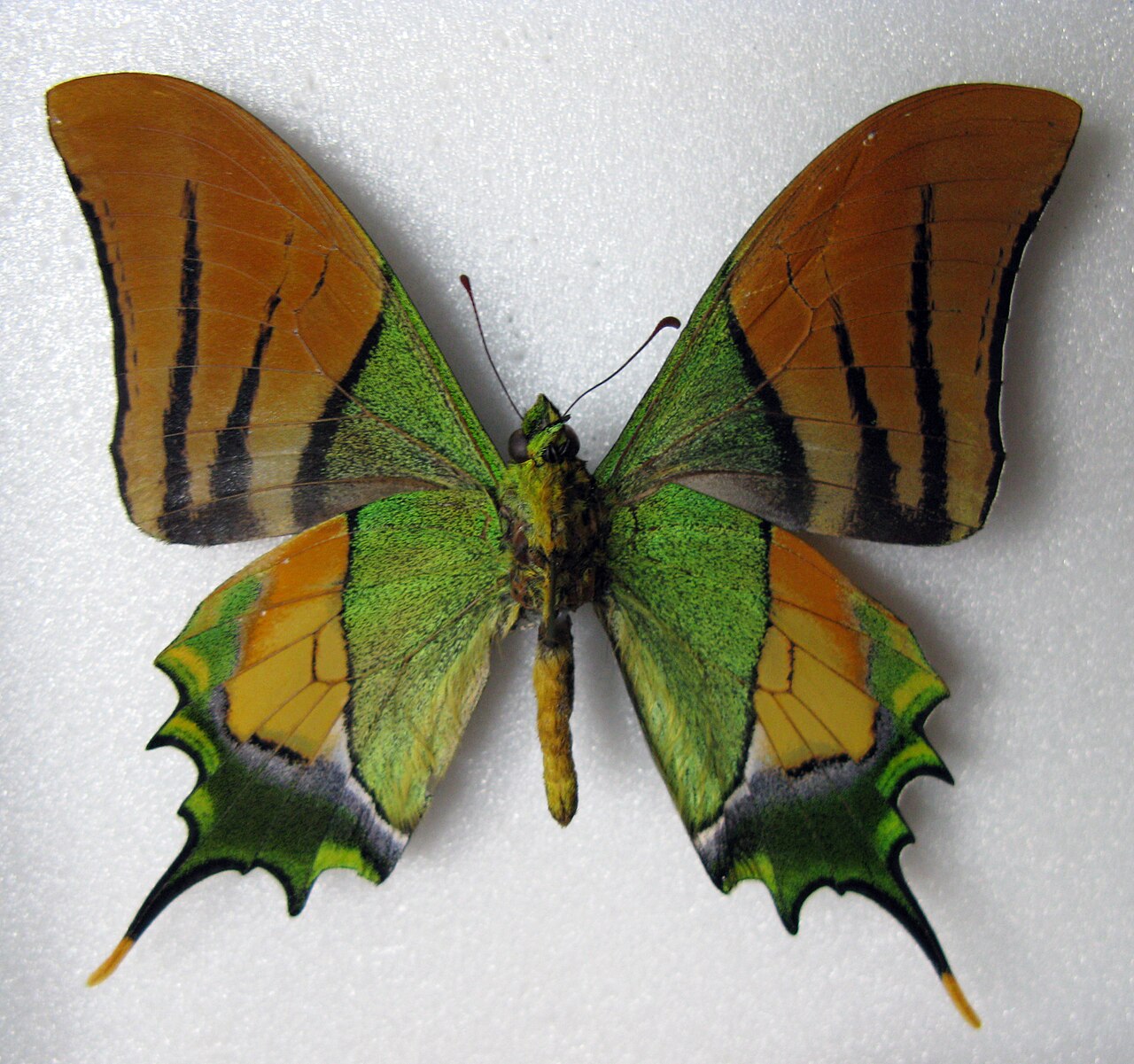 喙凤蝶（Teinopalpus imperialis）