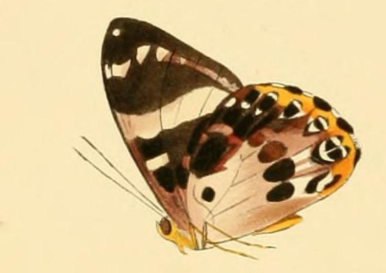 前列蚬蝶（Praetaxila segecia）