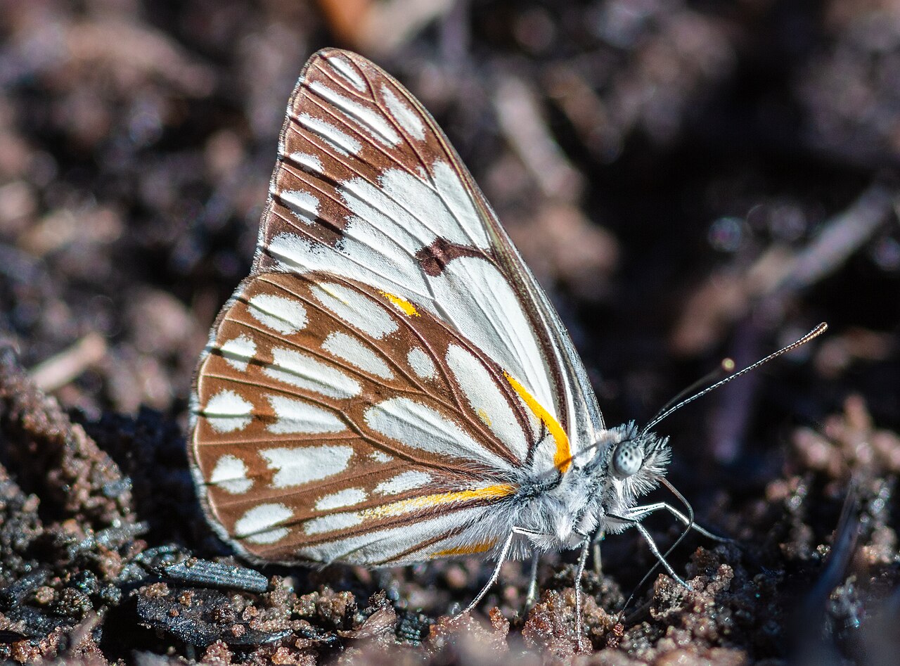 金贝粉蝶（Belenois aurota）
