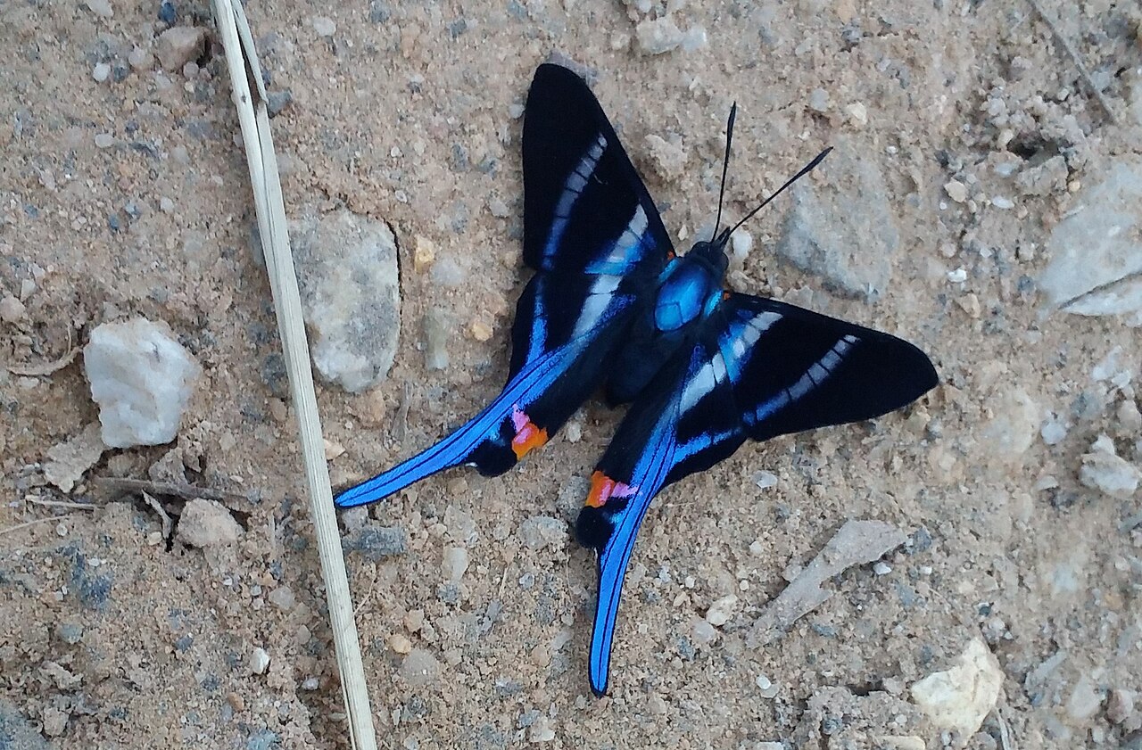 长尾松蚬蝶（Rhetus arcius）