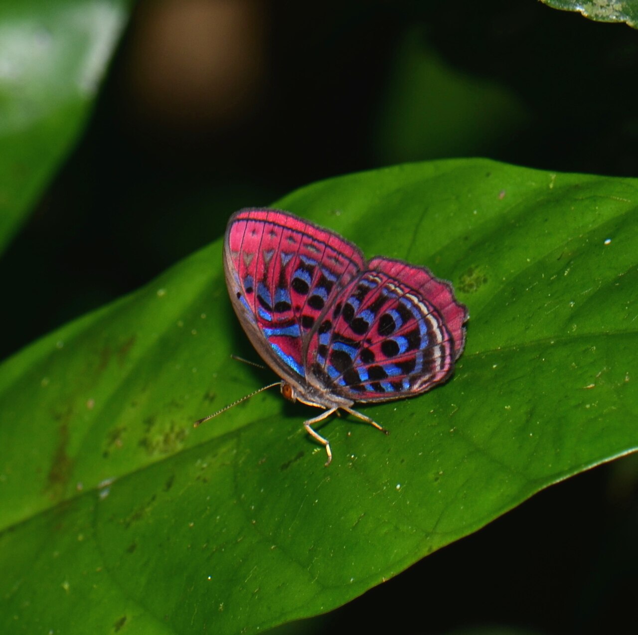 指名暗蚬蝶（Paralaxita damajanti）