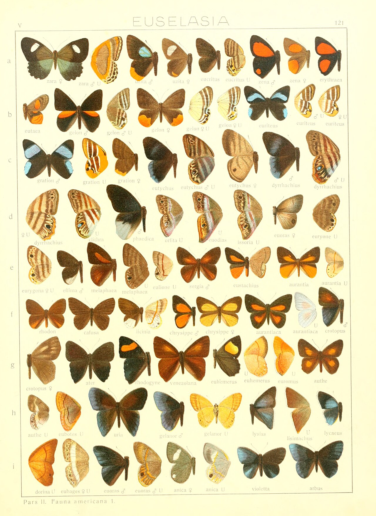 露丝优蚬蝶（Euselasia lysimachus）