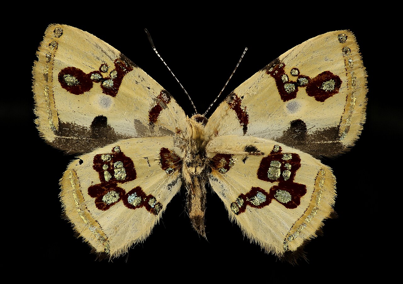 安蚬蝶（Anteros formosus）