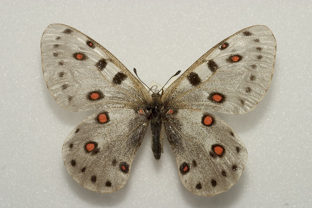 羲和绢蝶（Parnassius apollonius）