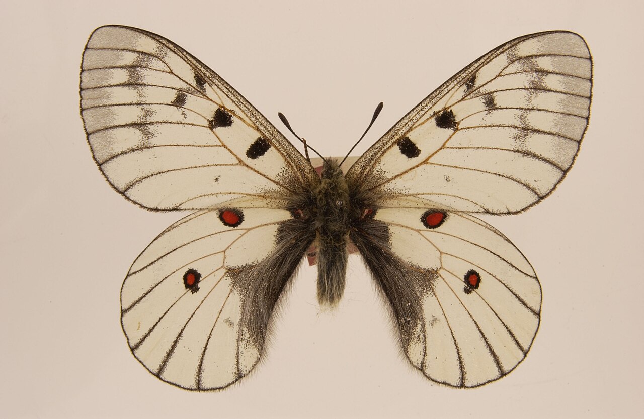 红珠绢蝶（Parnassius bremeri）