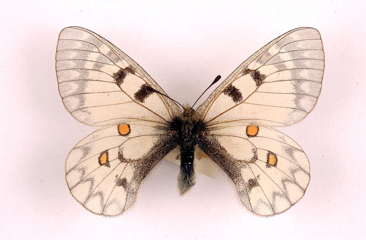 爱侣绢蝶（Parnassius ariadne）
