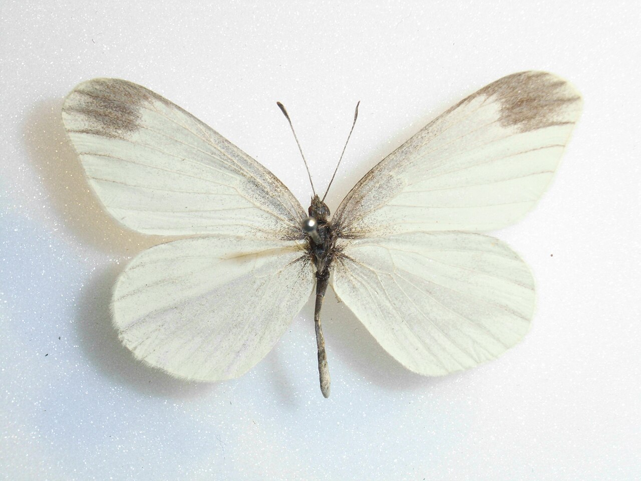 突角小粉蝶（Leptidea amurensis）