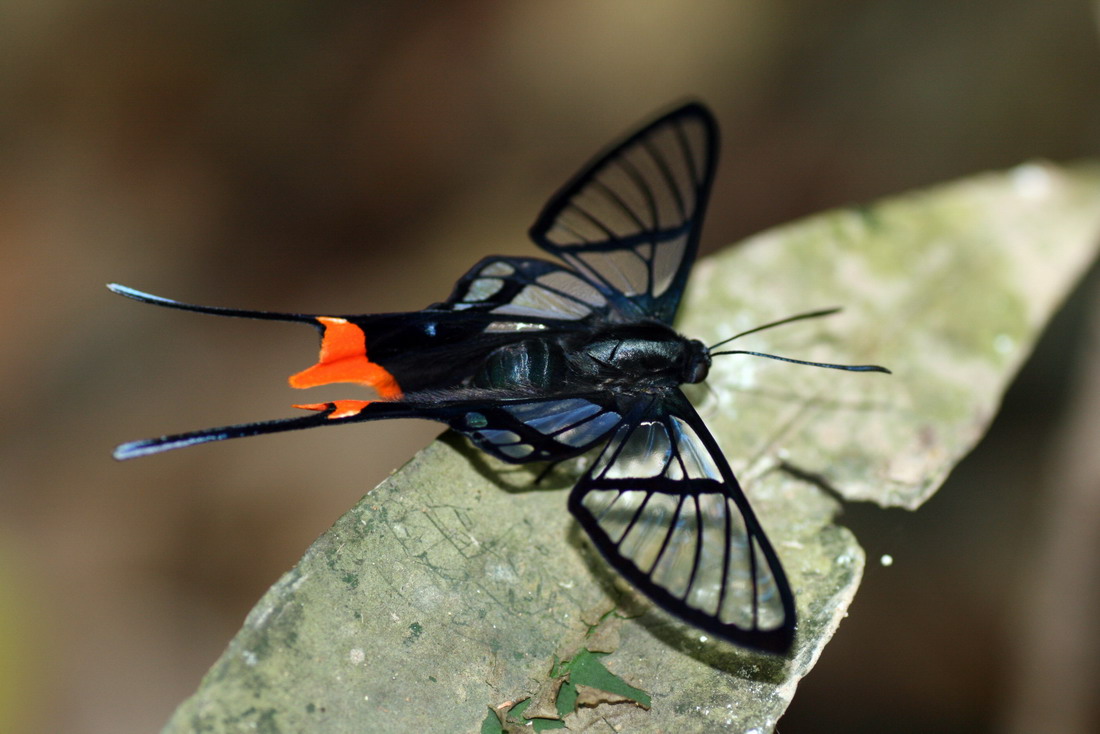 长尾凤蚬蝶（Chorinea octauius）