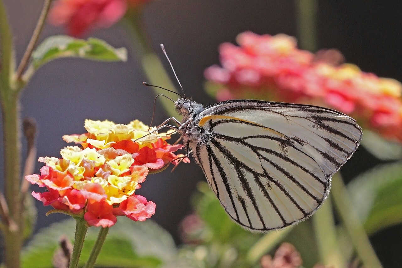 拟欧洲粉蝶（Pieris brassicoides）
