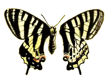 虎凤蝶（Luehdorfia puziloi）