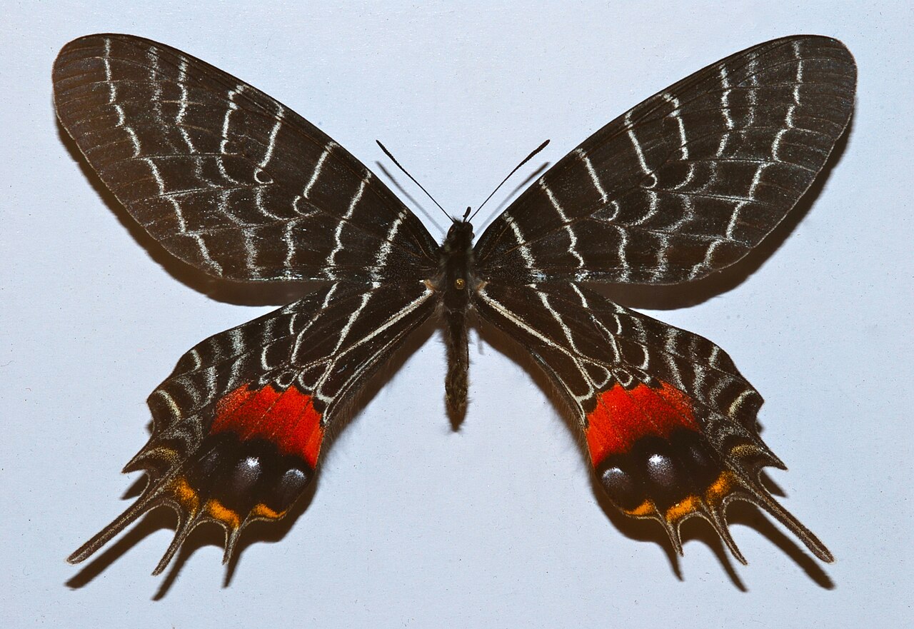 多尾凤蝶（Bhutanitis lidderdalii）