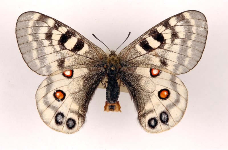 君主绢蝶（Parnassius imperator）