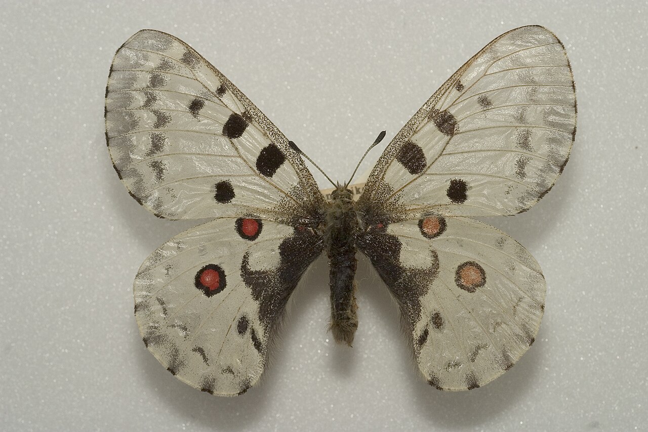 小红珠绢蝶（Parnassius nomion）
