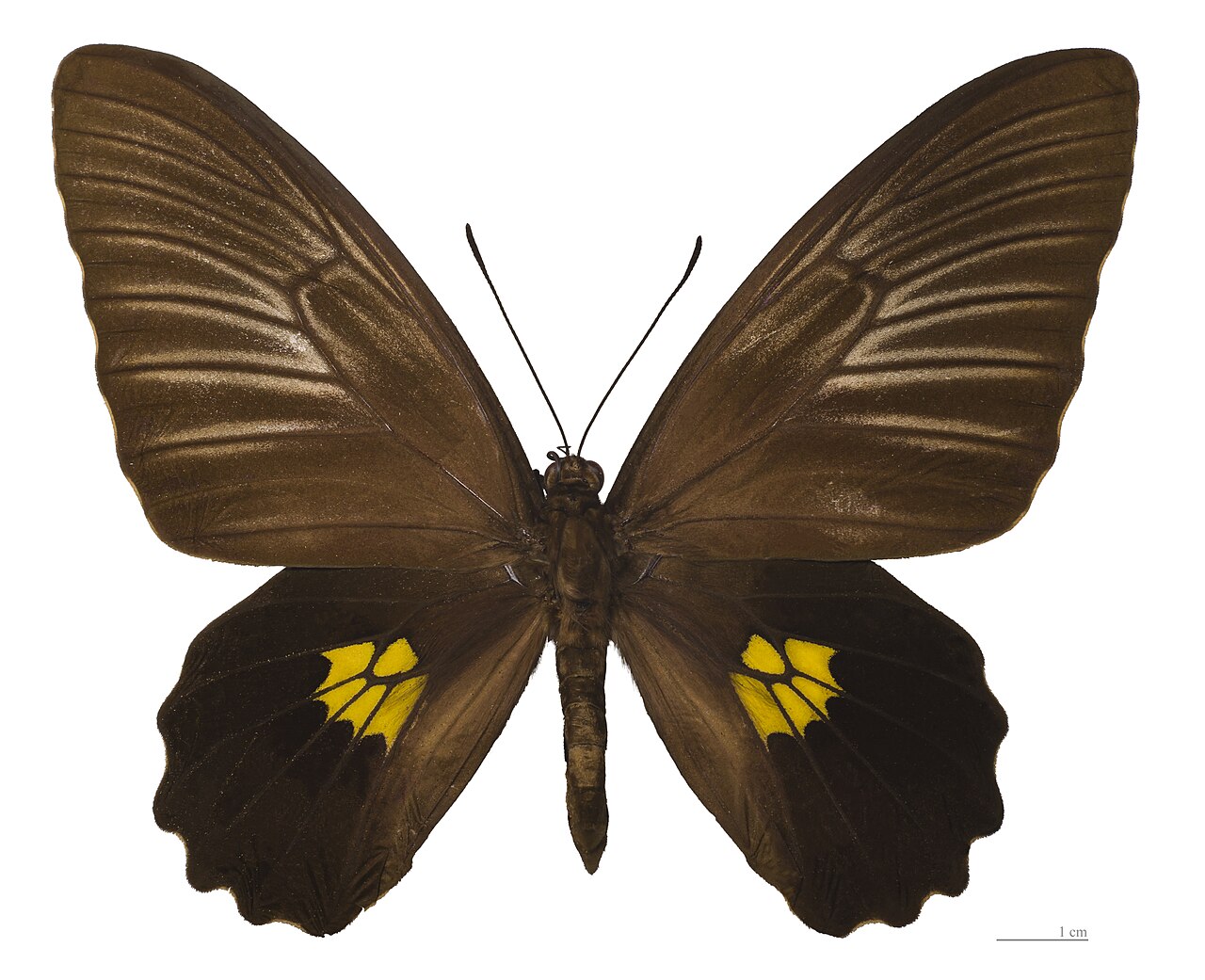 Troides staudingeri