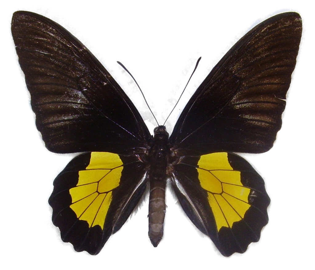 Troides plato