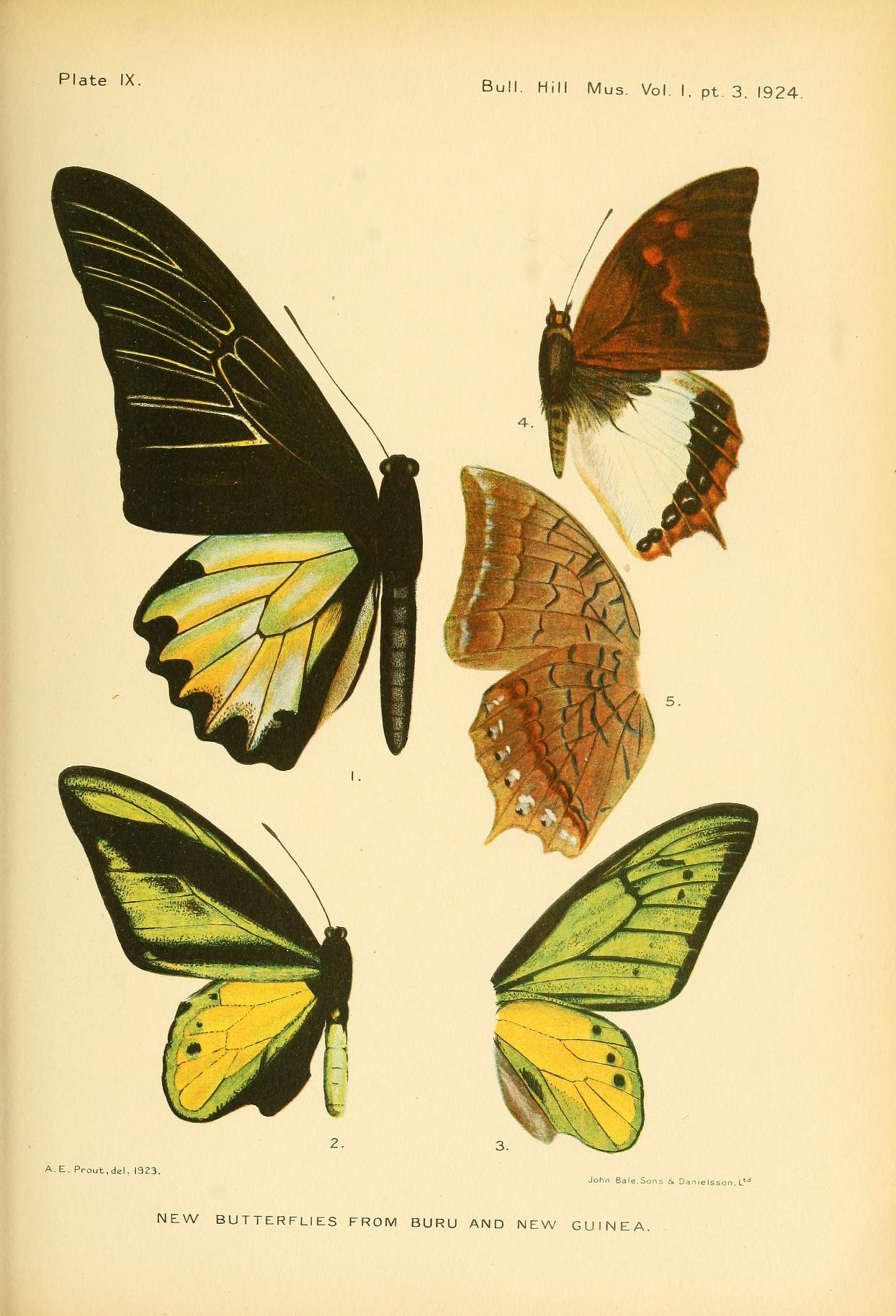 Troides prattorum
