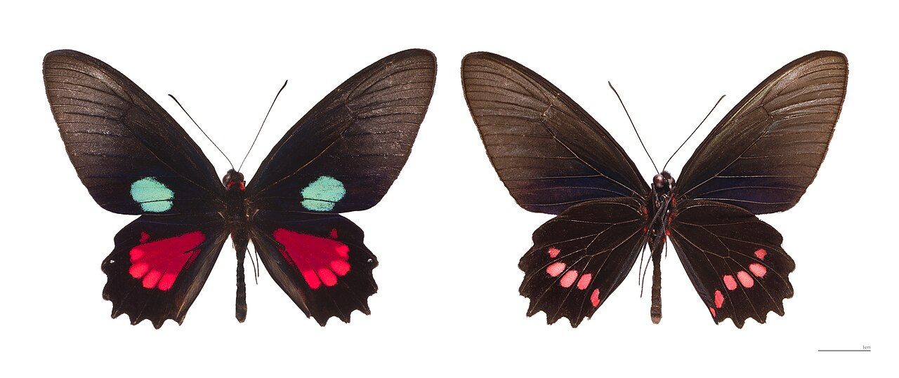 Parides aeneas
