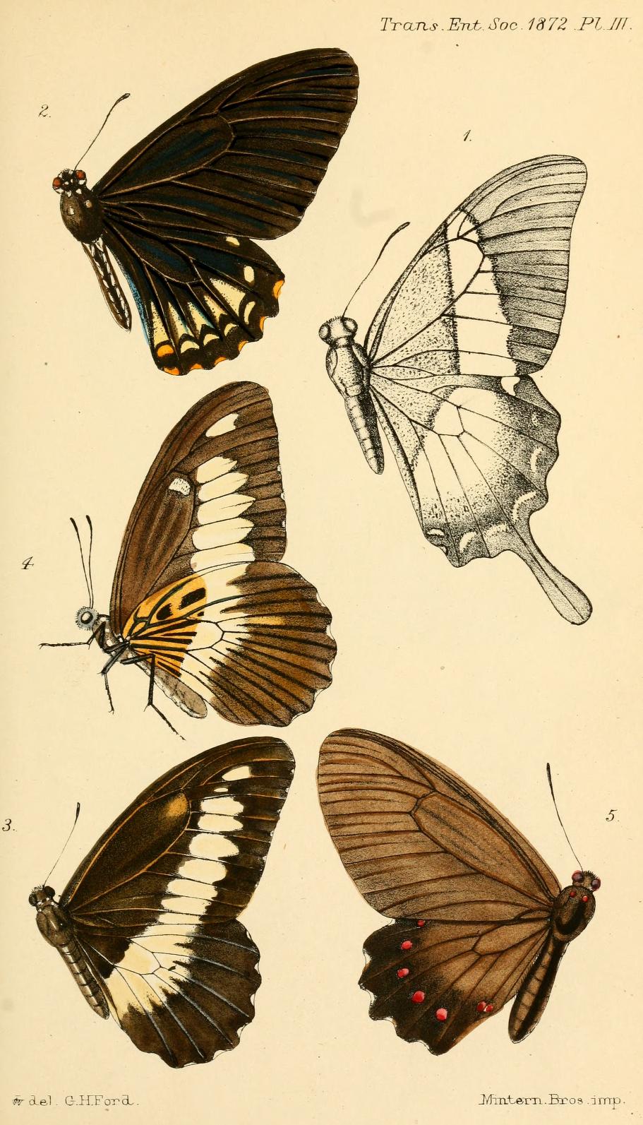 伯切尔番凤蝶（Parides burchellanus）