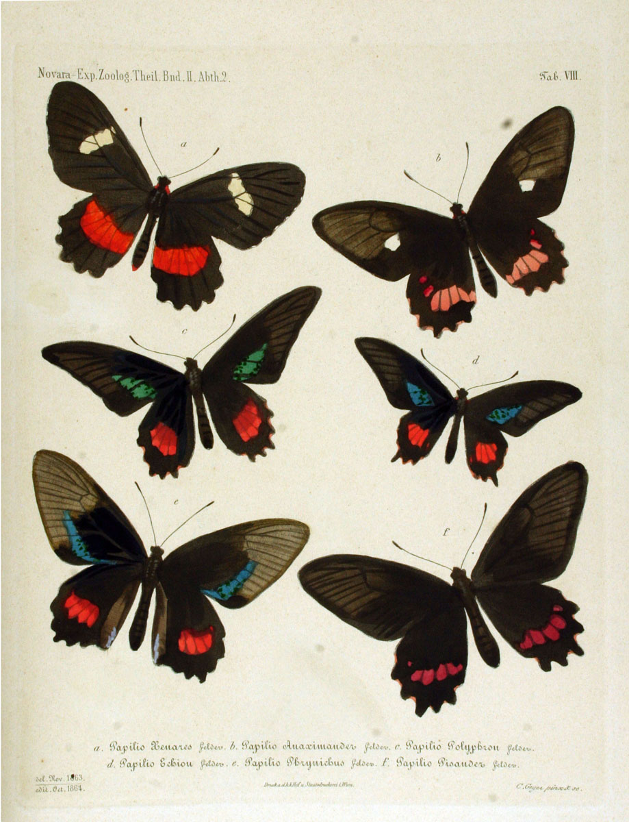 Parides echemon