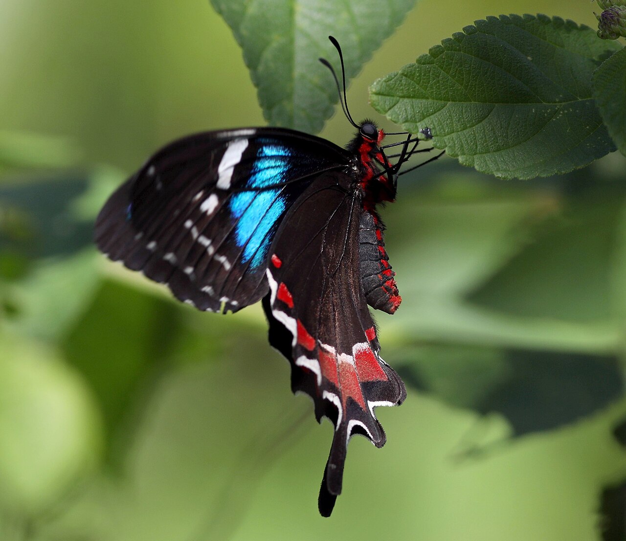 Parides gundlachianus