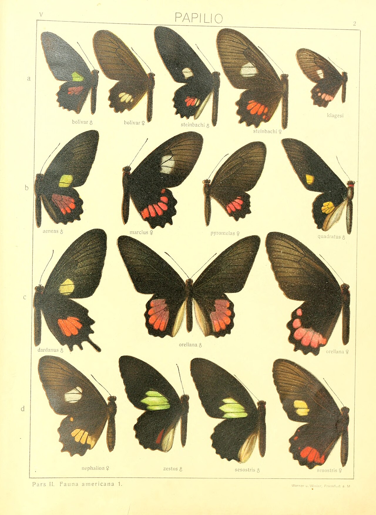 Parides orellana