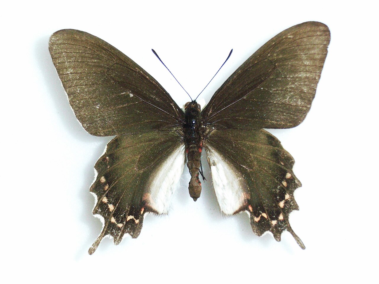 Parides bunichus