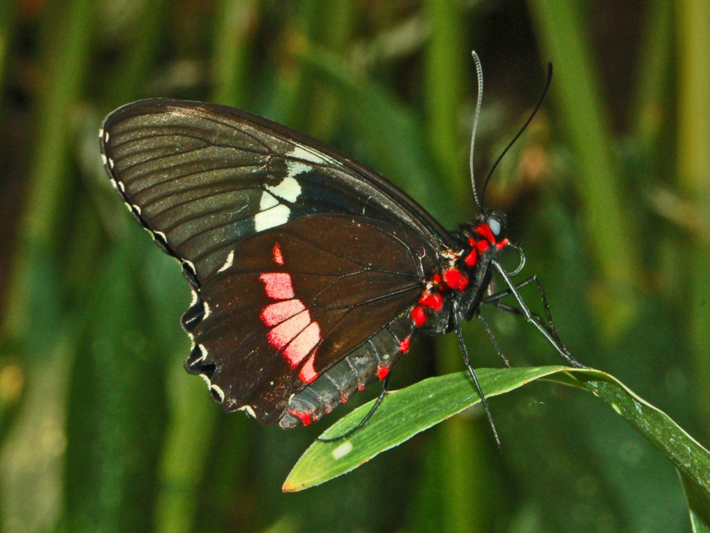 Parides iphidamas