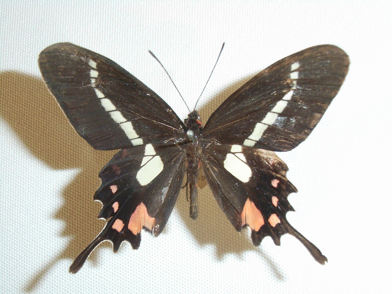 Parides agavus