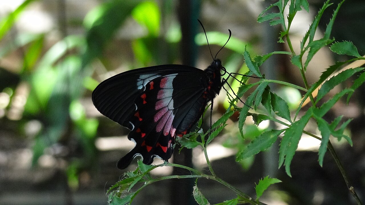 Parides ascanius