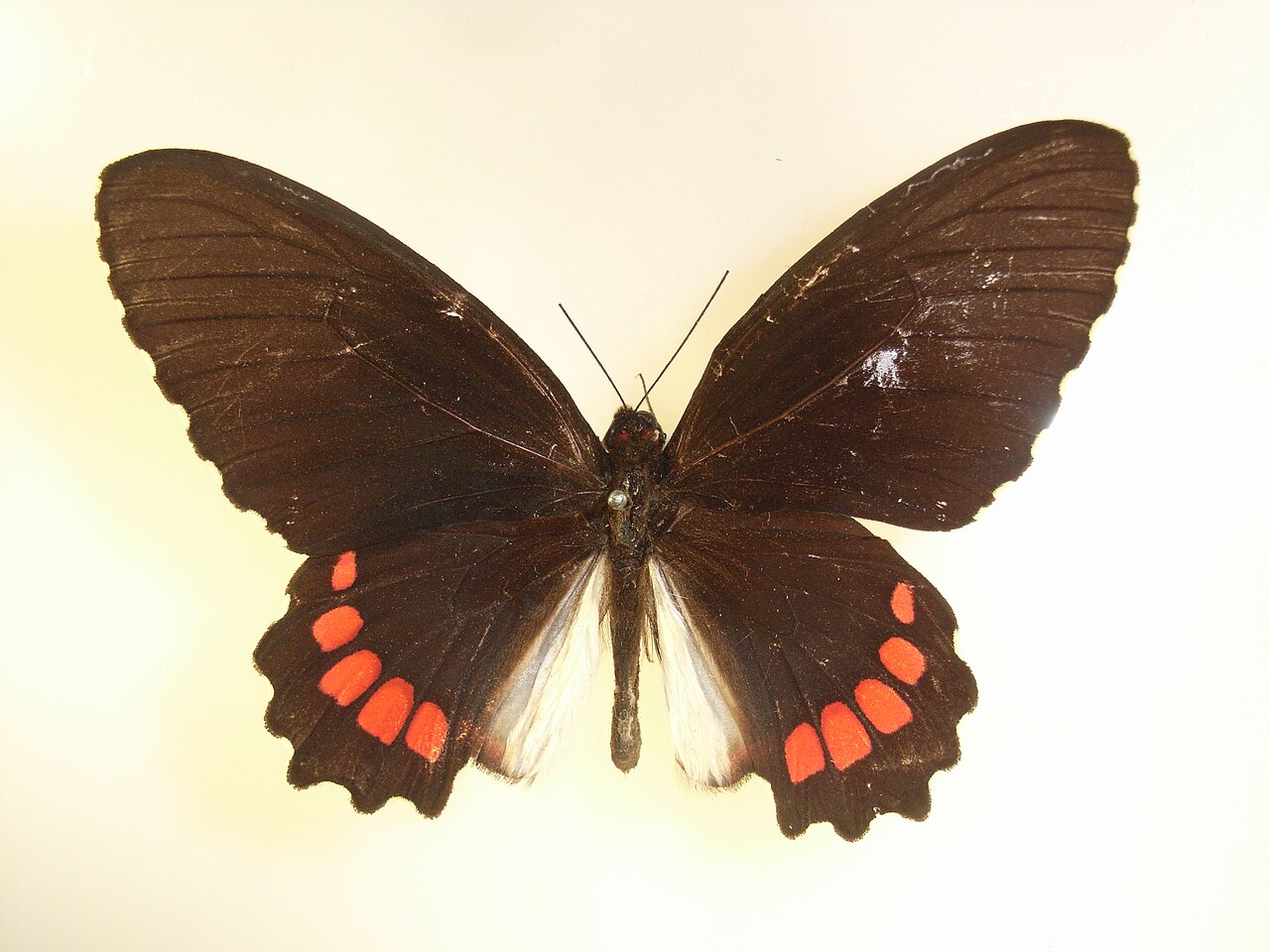 Parides erithalion