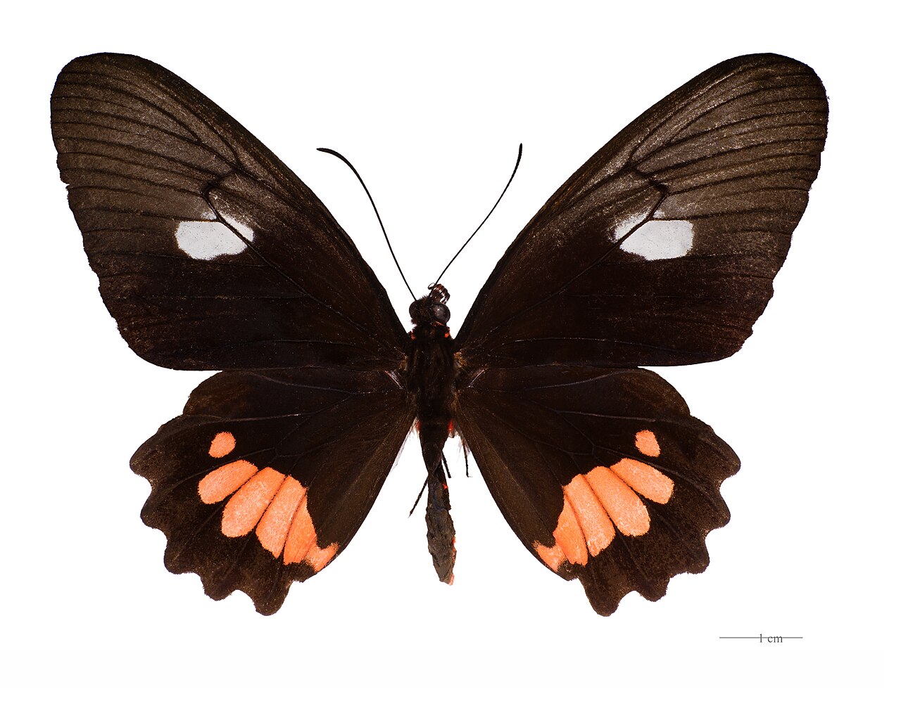 Parides vertumnus