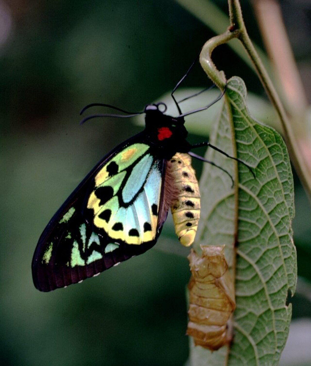 里士滿鳥翼鳳蝶（Ornithoptera richmondia）