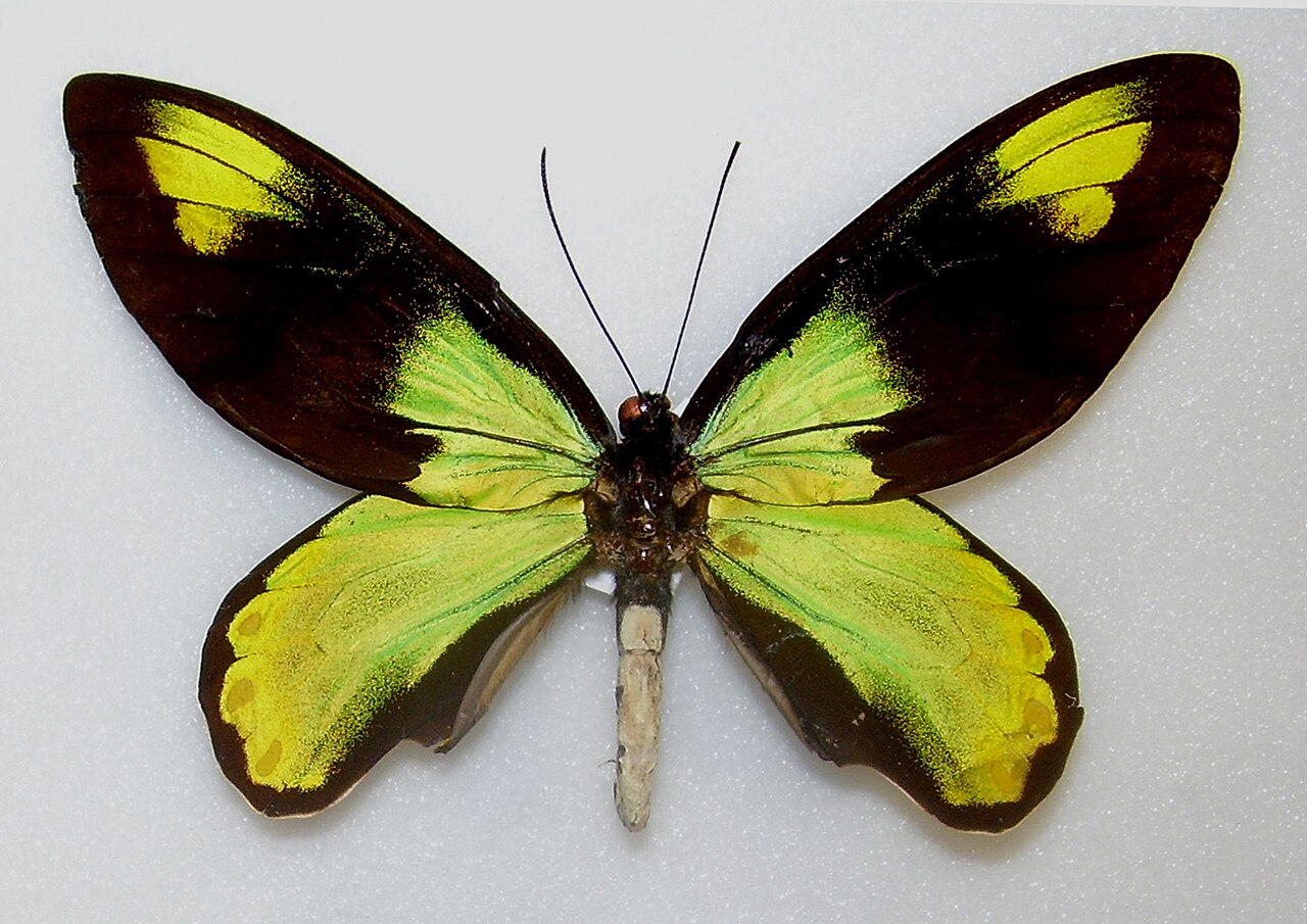 維多利亞鳥翼鳳蝶（Ornithoptera victoriae）