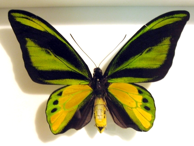 銀鮫鳥翼鳳蝶（Ornithoptera chimaera）
