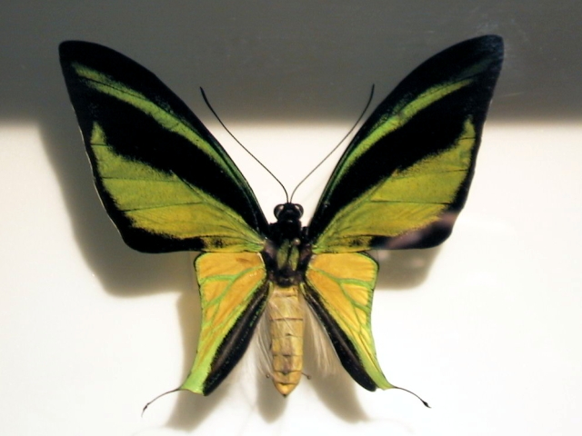 美麗絲尾鳥翼鳳蝶（Ornithoptera meridionalis）