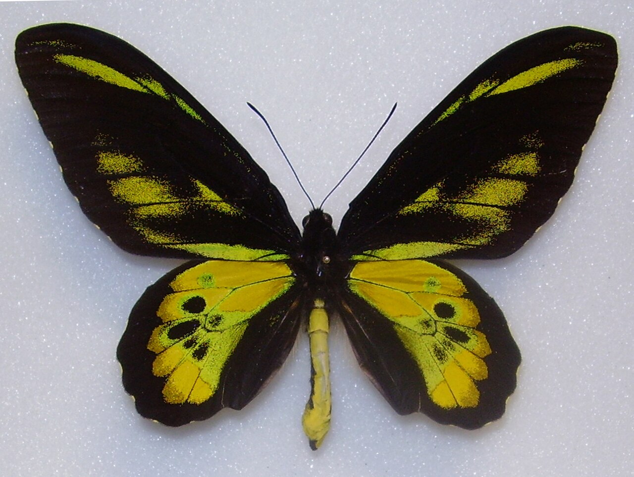 黃綠鳥翼鳳蝶（Ornithoptera rothschildi）