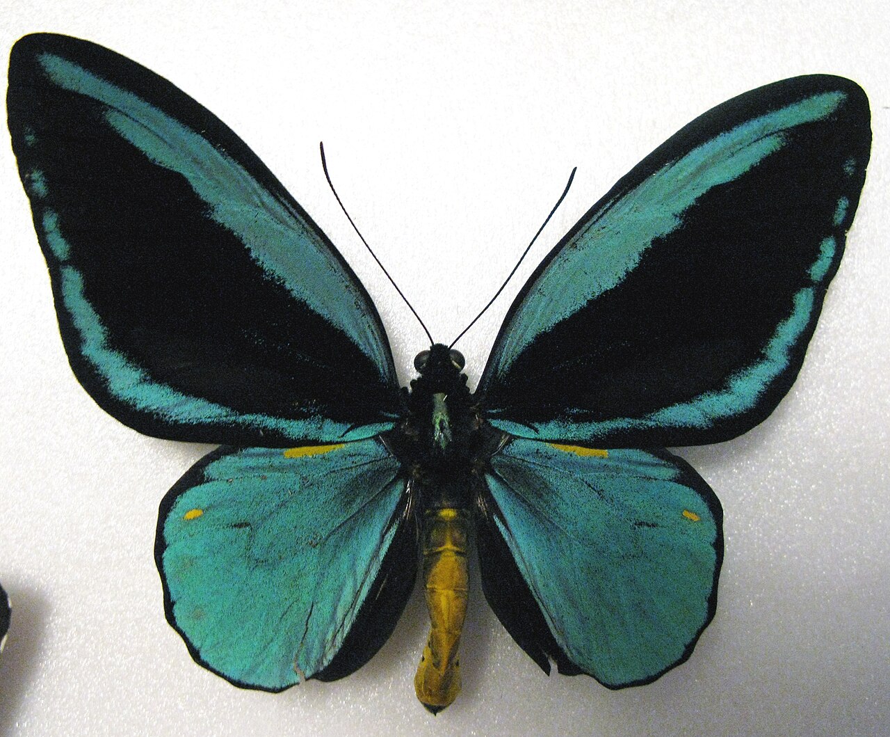 黃點鳥翼鳳蝶（Ornithoptera aesacus）