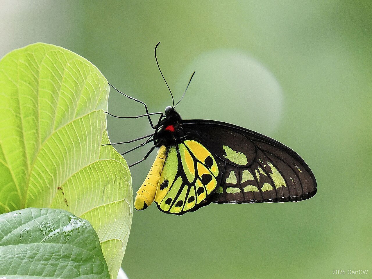 紅鳥翼鳳蝶（Ornithoptera croesus）