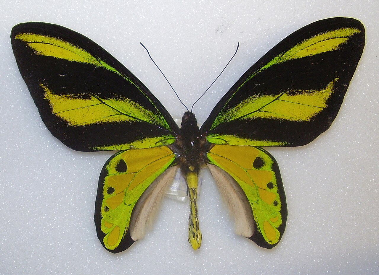 悌鳥翼鳳蝶（Ornithoptera tithonus）