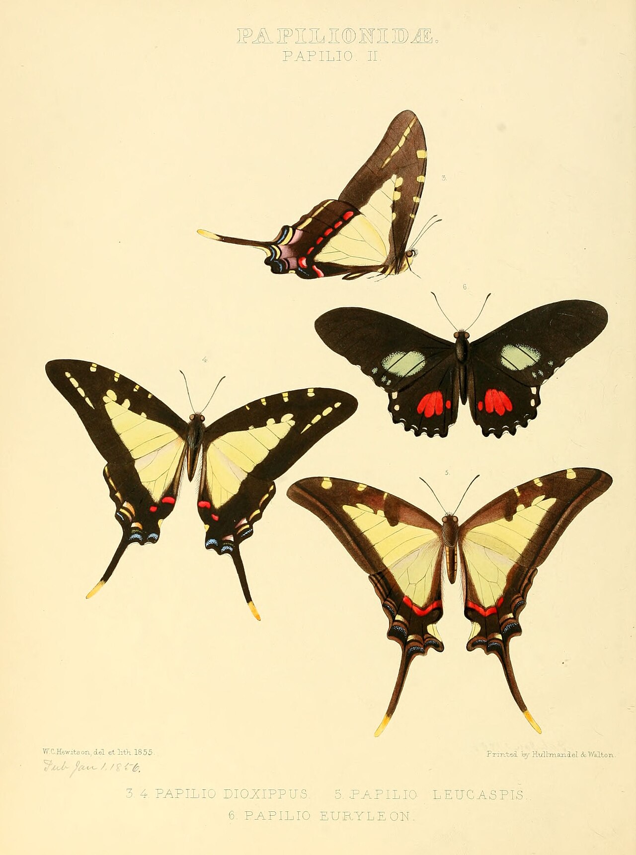 Mimoides euryleon