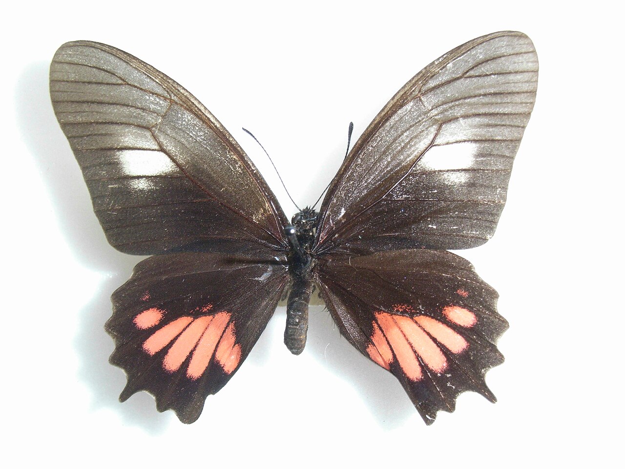 Mimoides ariarathes