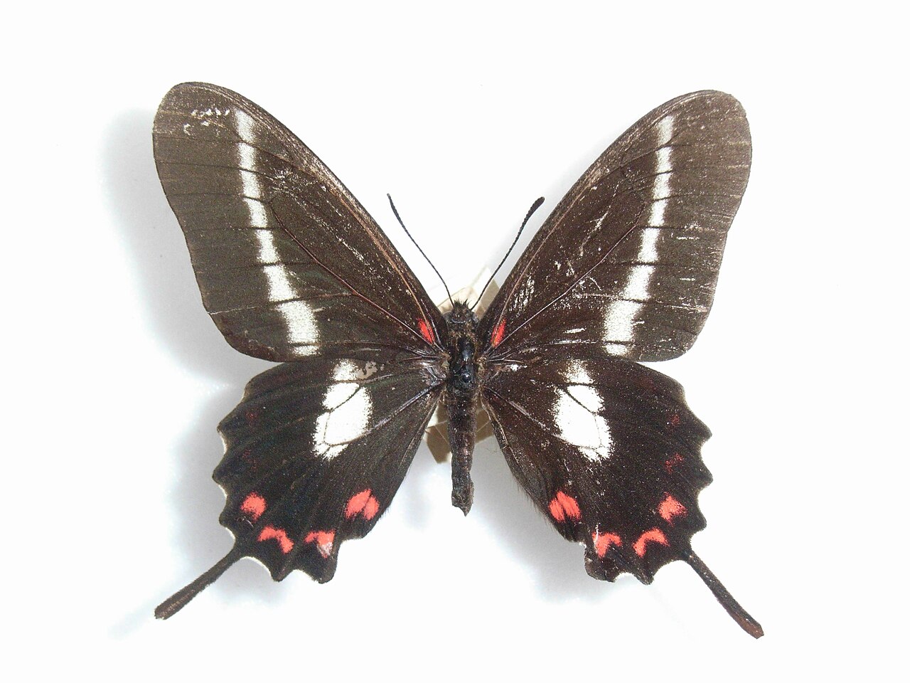 Mimoides lysithous